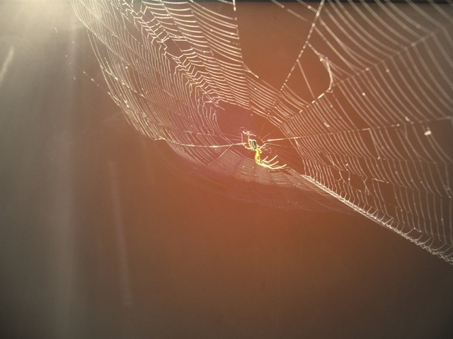 spider web